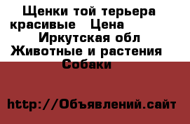 Щенки той-терьера, красивые › Цена ­ 3 000 - Иркутская обл. Животные и растения » Собаки   